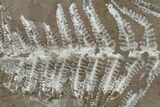 Fossil Fern (Pecopteris) - Mazon Creek #114116-1